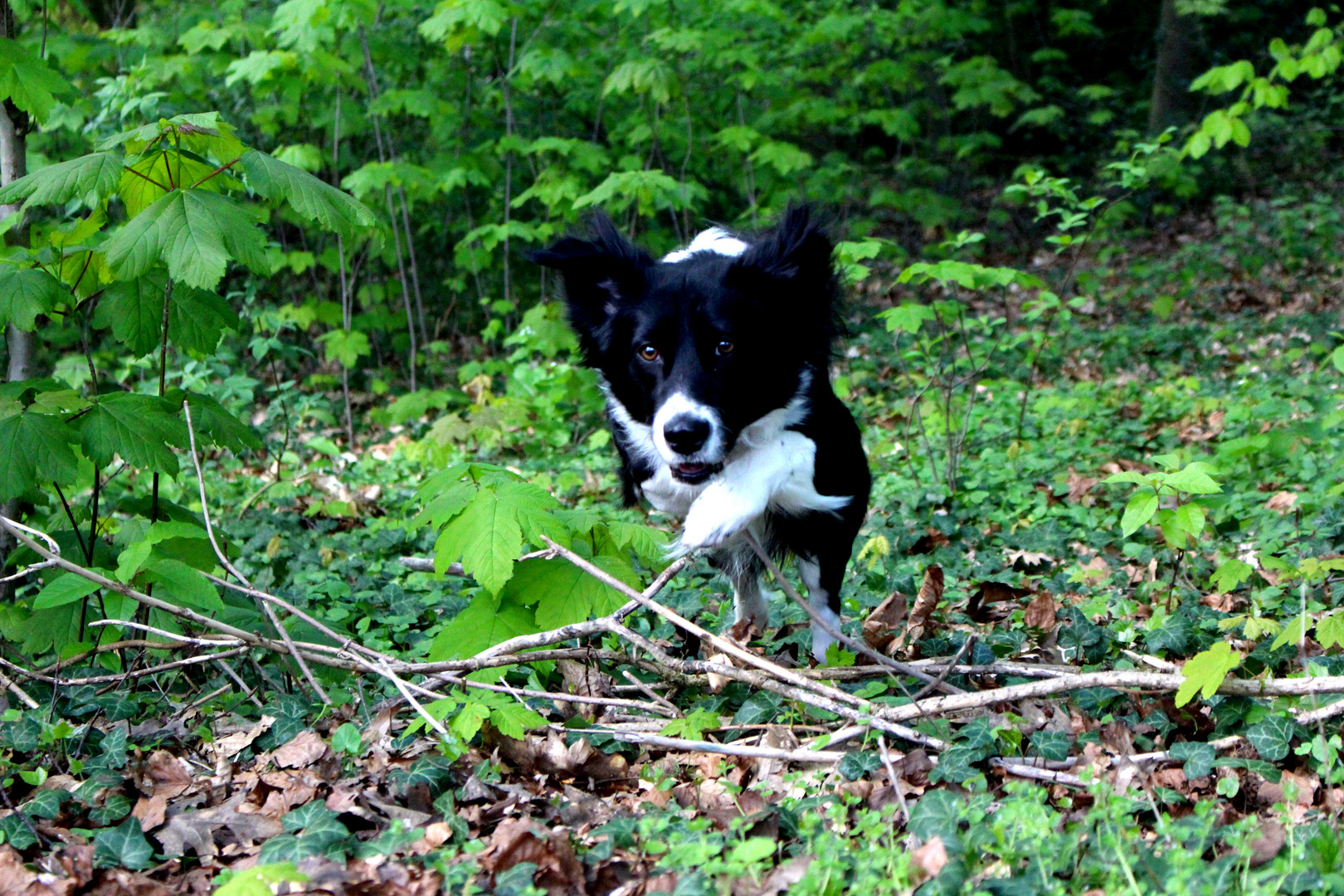 Wald und Wies'n Sprinter