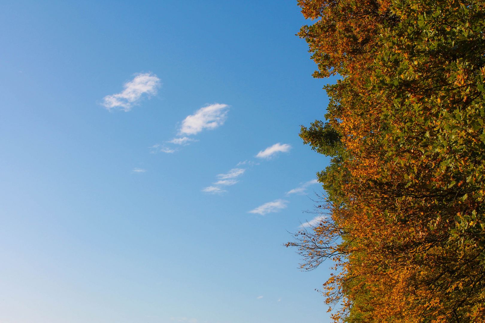 Wald und Wolken im Herbst