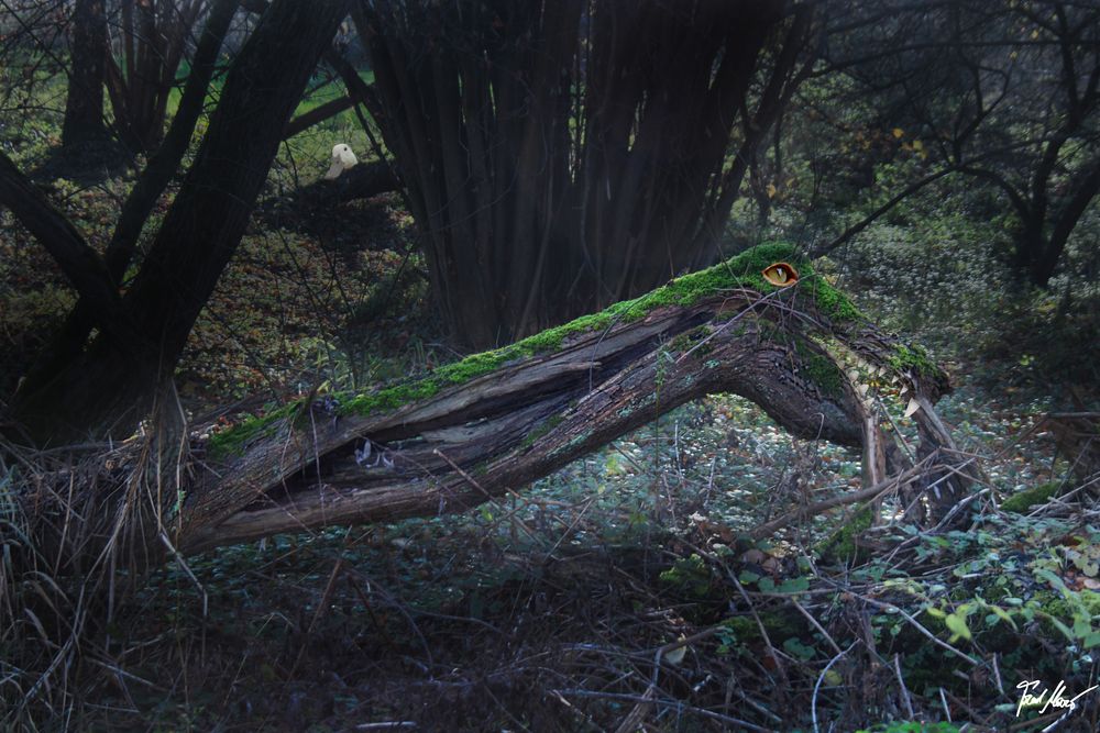 Wald-Ungeheuer / Forrest-Monster