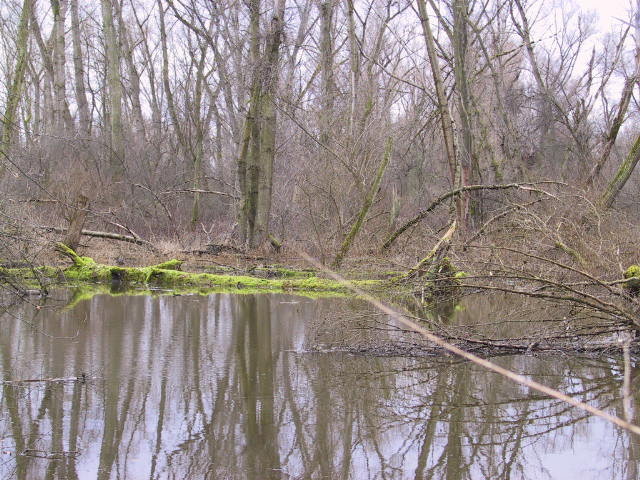 Wald unter Wasser