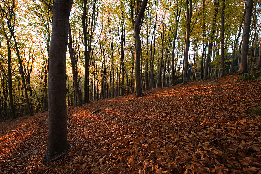 Wald unterhalb...