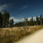 Wald unterhalb kleiner Arber