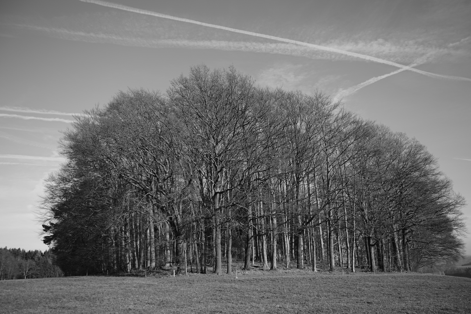 Wald unterm Himmelskreuz