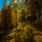 Wald unterwegs zu Lagginbiwack