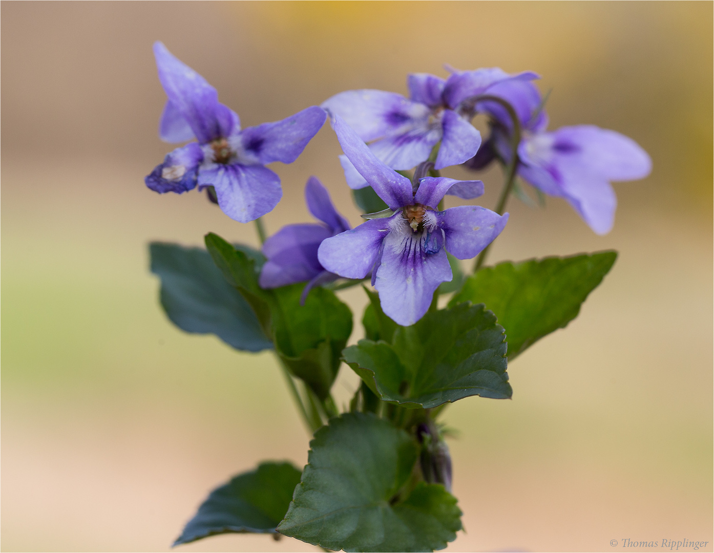 Wald-Veilchen (Viola reichenbachiana) ?