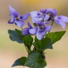 Wald-Veilchen (Viola reichenbachiana) ?