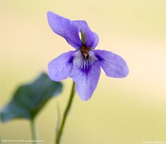 Wald-Veilchen (Viola reichenbachiana)..
