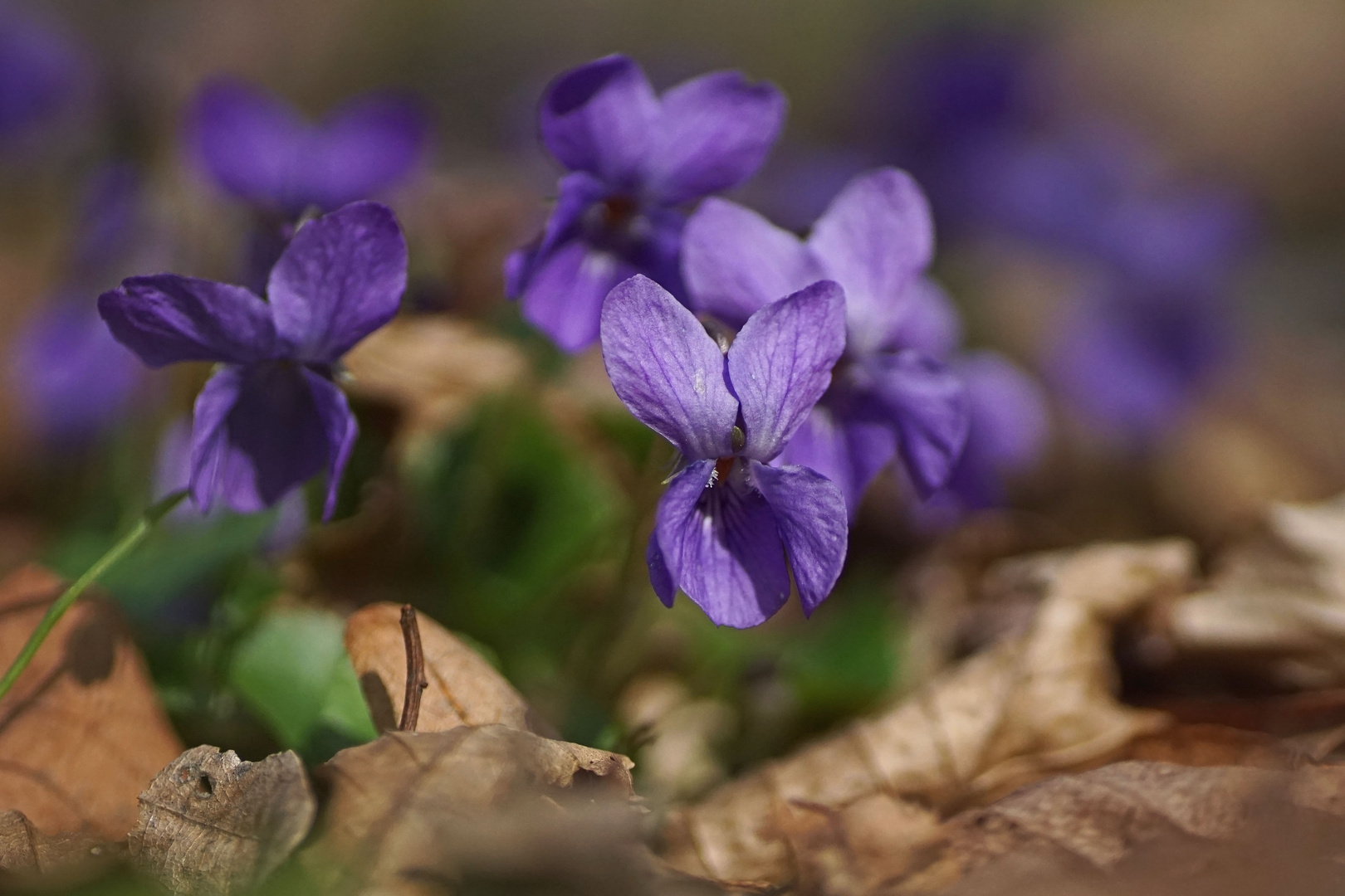 Wald-Veilchen (Viola reichenbachiana)