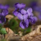 Wald-Veilchen (Viola reichenbachiana)