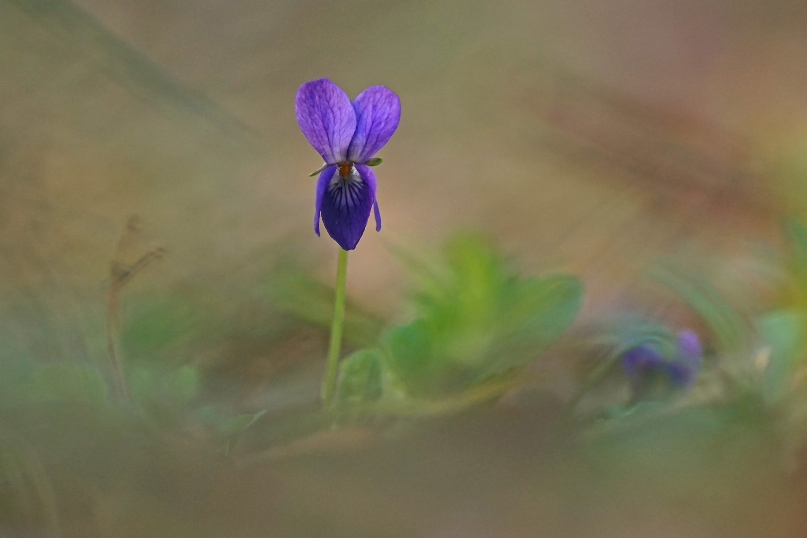 Wald-Veilchen (Viola reichenbachiana)