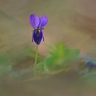 Wald-Veilchen (Viola reichenbachiana)