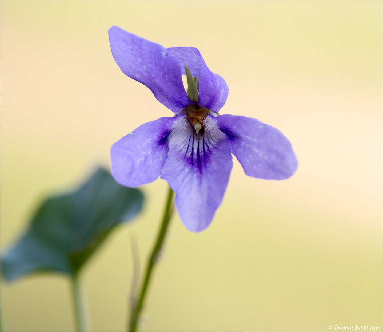 Wald-Veilchen (Viola reichenbachiana).