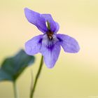 Wald-Veilchen (Viola reichenbachiana).