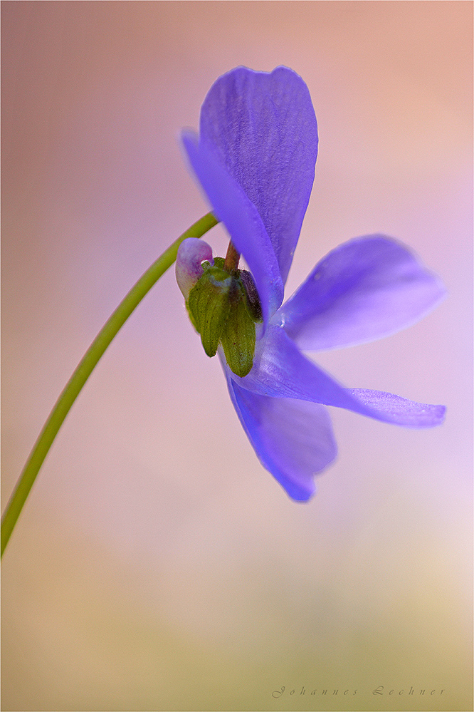 Wald-Veilchen (Viola reichenbachiana)