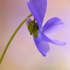 Wald-Veilchen (Viola reichenbachiana)