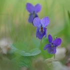 Wald-Veilchen (Viola reichenbachiana)