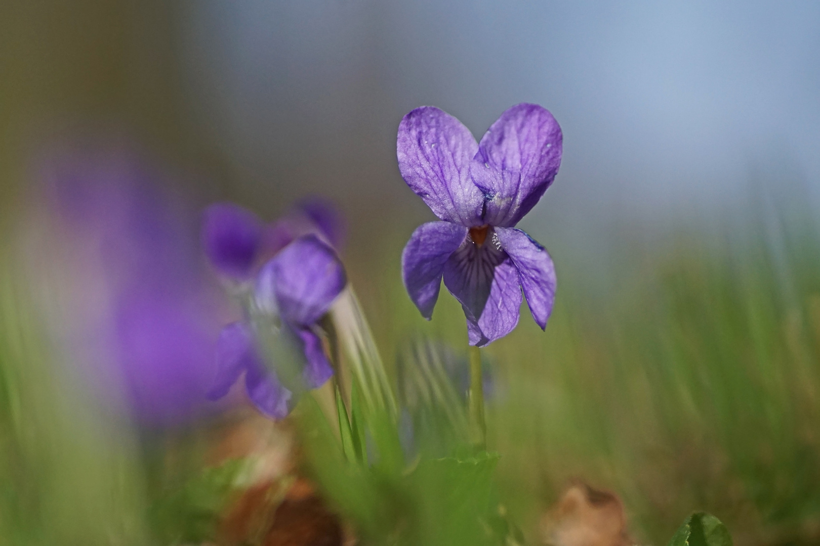 Wald-Veilchen (Viola reichenbachiana)