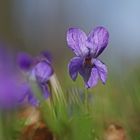 Wald-Veilchen (Viola reichenbachiana)