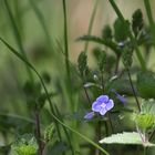 Wald - Vergissmeinnicht 