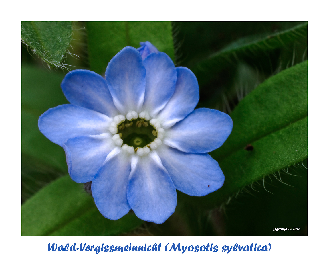 Wald-Vergissmeinnicht (Myosotis sylvatica)....