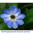 Wald-Vergissmeinnicht (Myosotis sylvatica)....