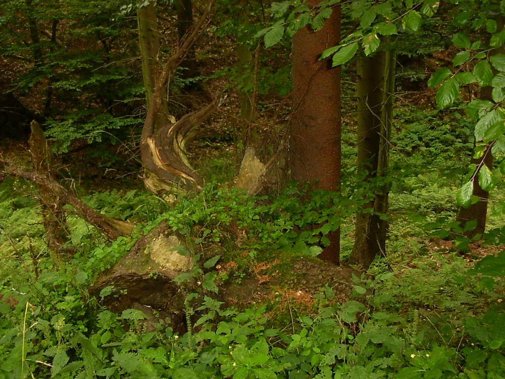 Wald verwertet Baumstumpf in schönster Weise