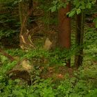 Wald verwertet Baumstumpf in schönster Weise