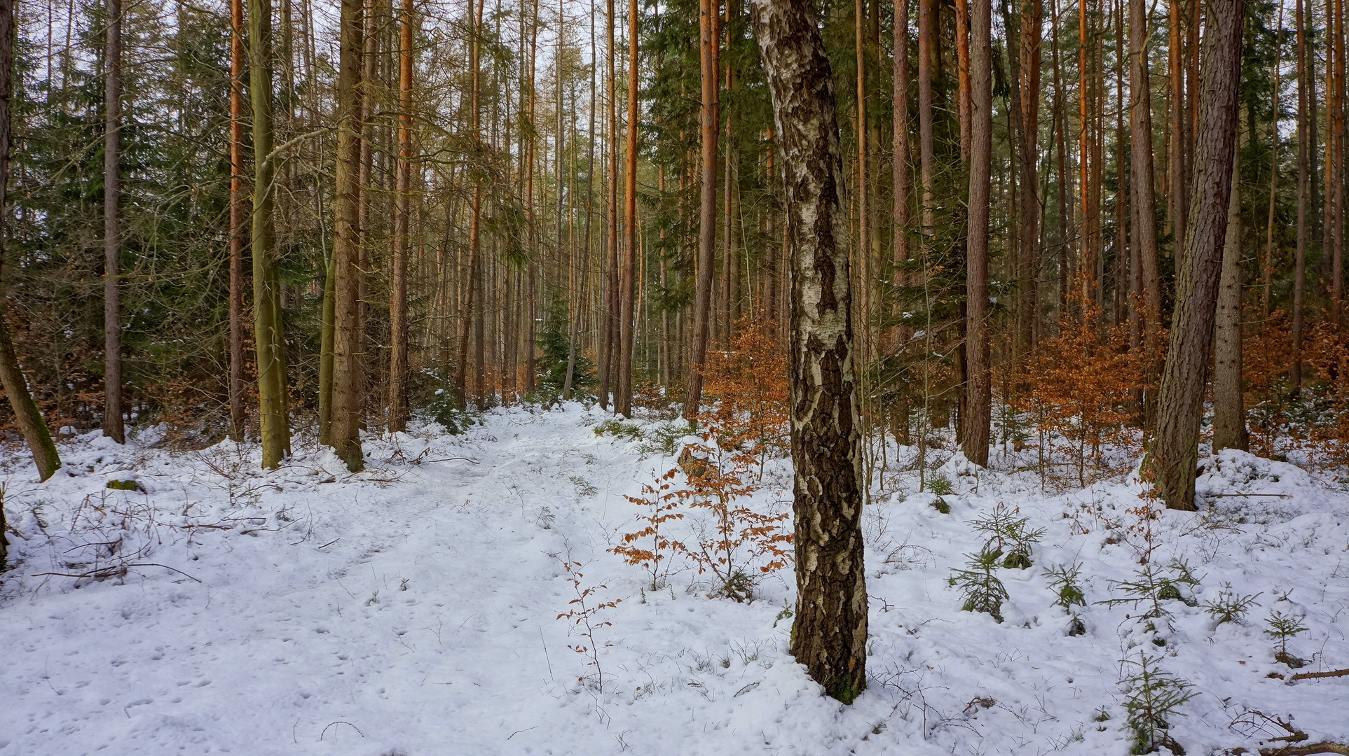 Wald VI (Bosque VI)