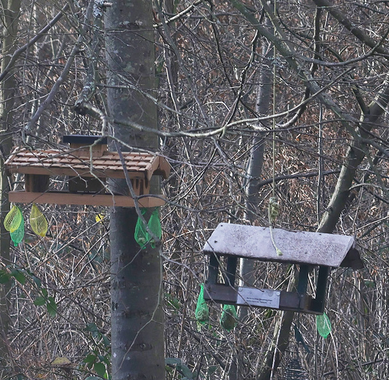 Wald-Vogelfütterumg