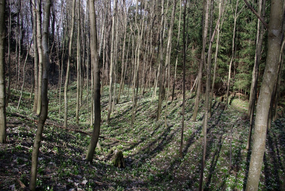 Wald voller Frühlingsblumen von Andrejka 