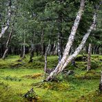 Wald voller Mystik