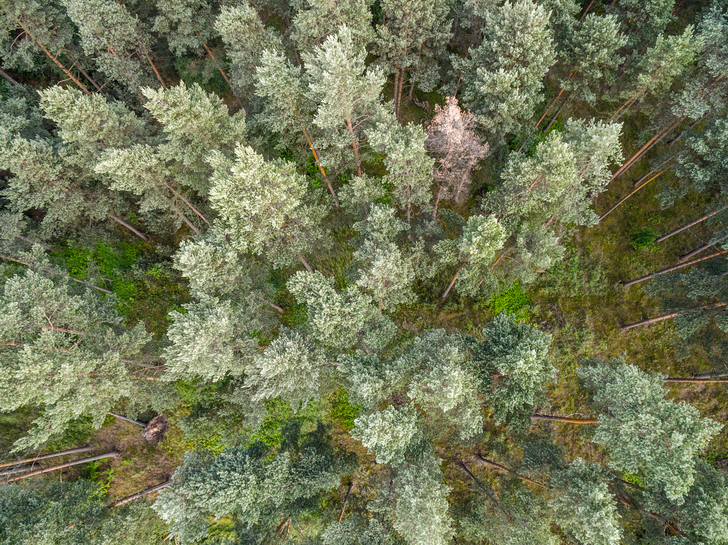 wald von oben