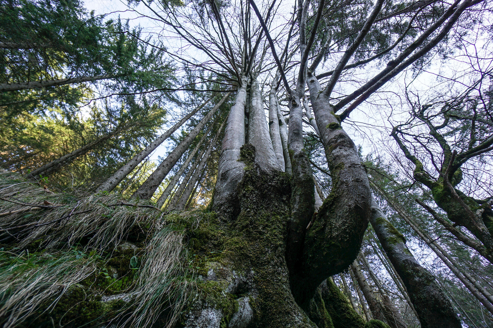 Wald von unten