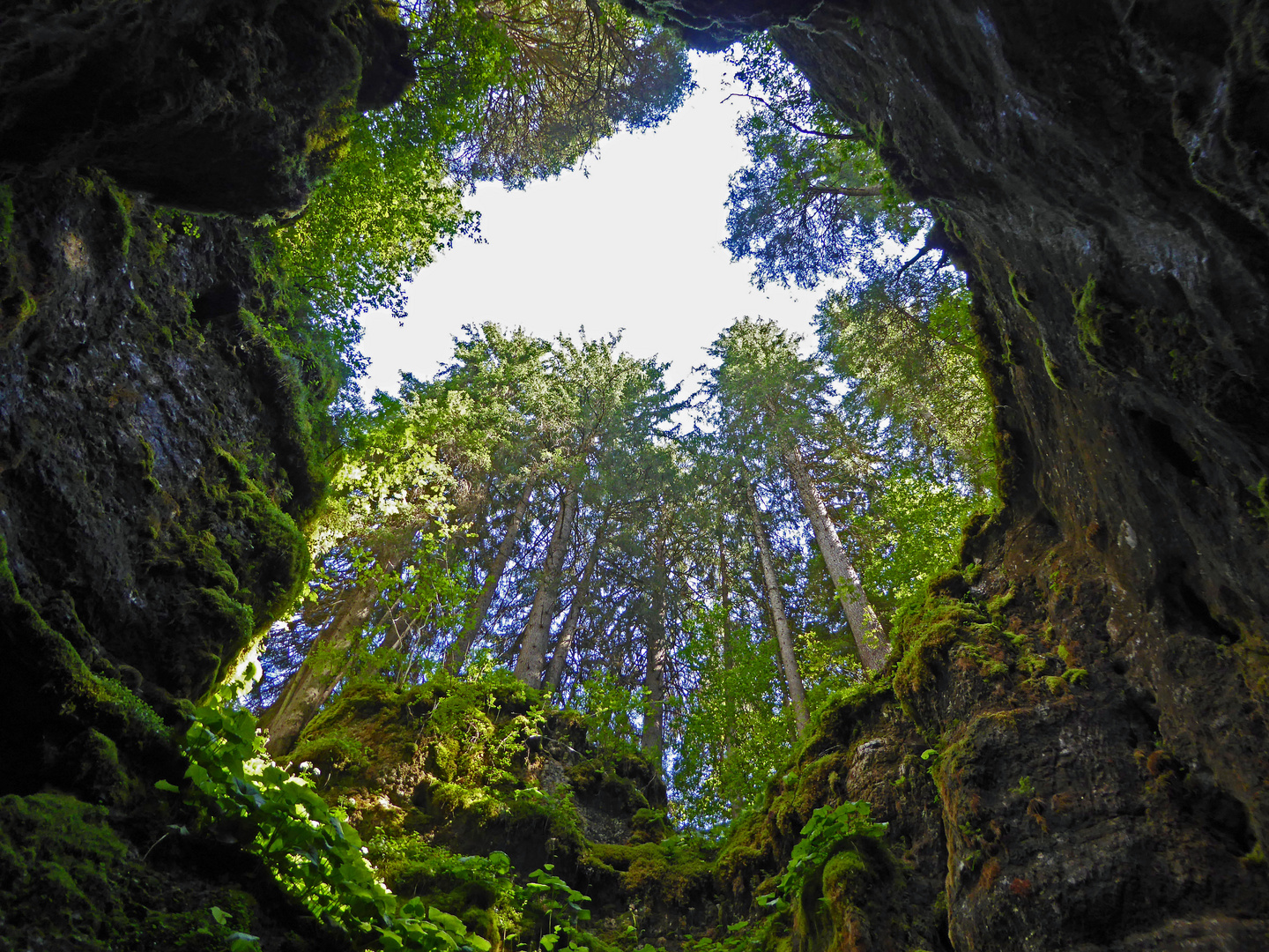 Wald von unten