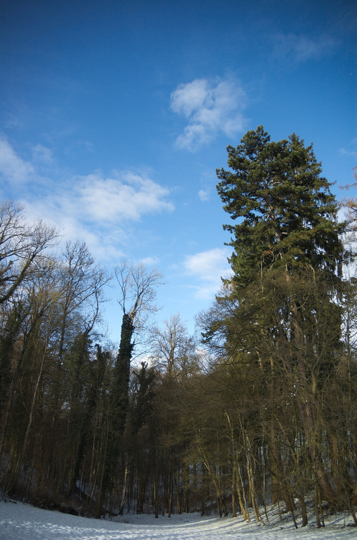 Wald vor bleuam Himmel