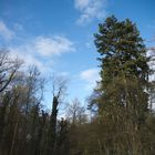 Wald vor bleuam Himmel