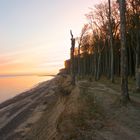 Wald vor dem Abgrund