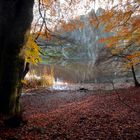 Wald vor dem Wiembecketeich - Externsteine