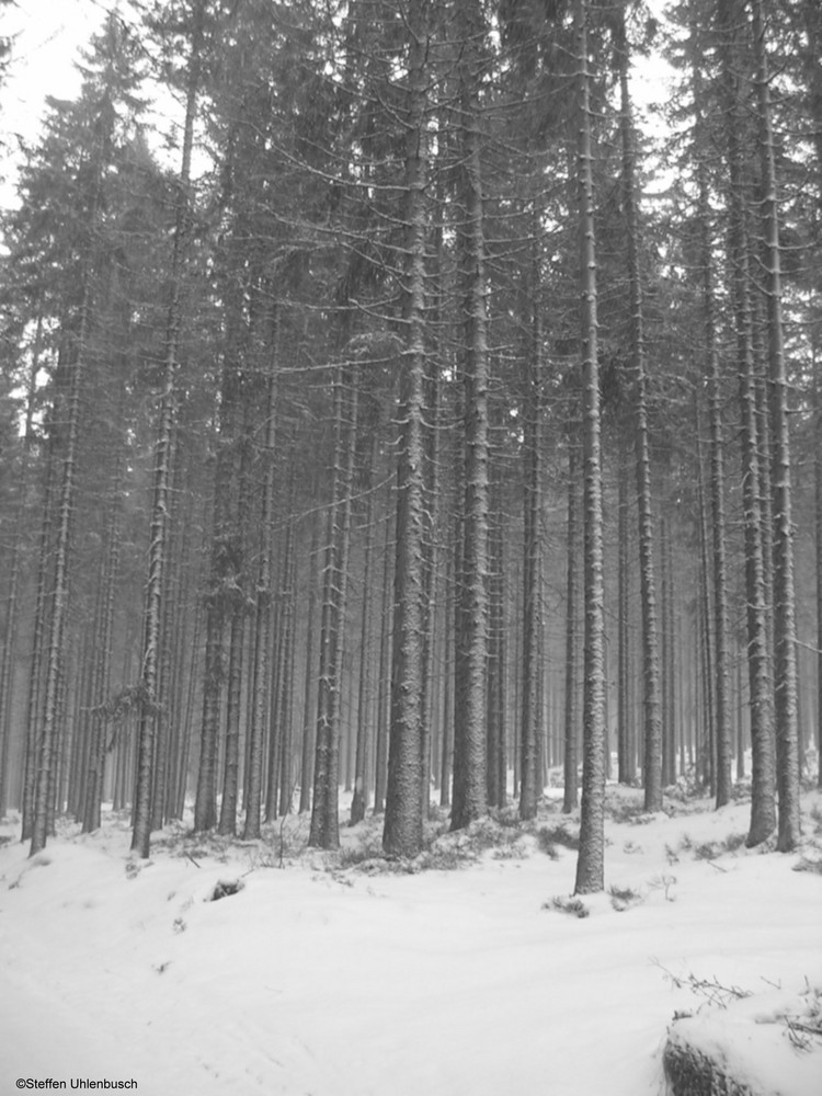 Wald vor lauter Bäumen