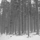 Wald vor lauter Bäumen