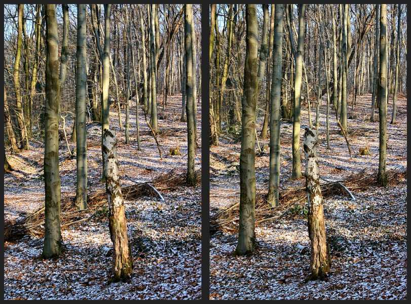 Wald vor lauter Baeumen...