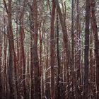 Wald vor lauter Bäumen