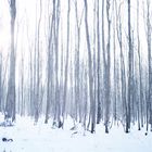 Wald vor lauter Bäumen nicht