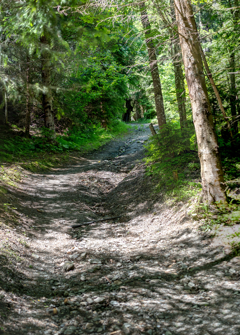 Wald - Wanderung auf den Schmitten bei Zell am See