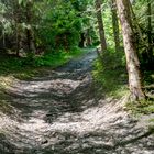 Wald - Wanderung auf den Schmitten bei Zell am See