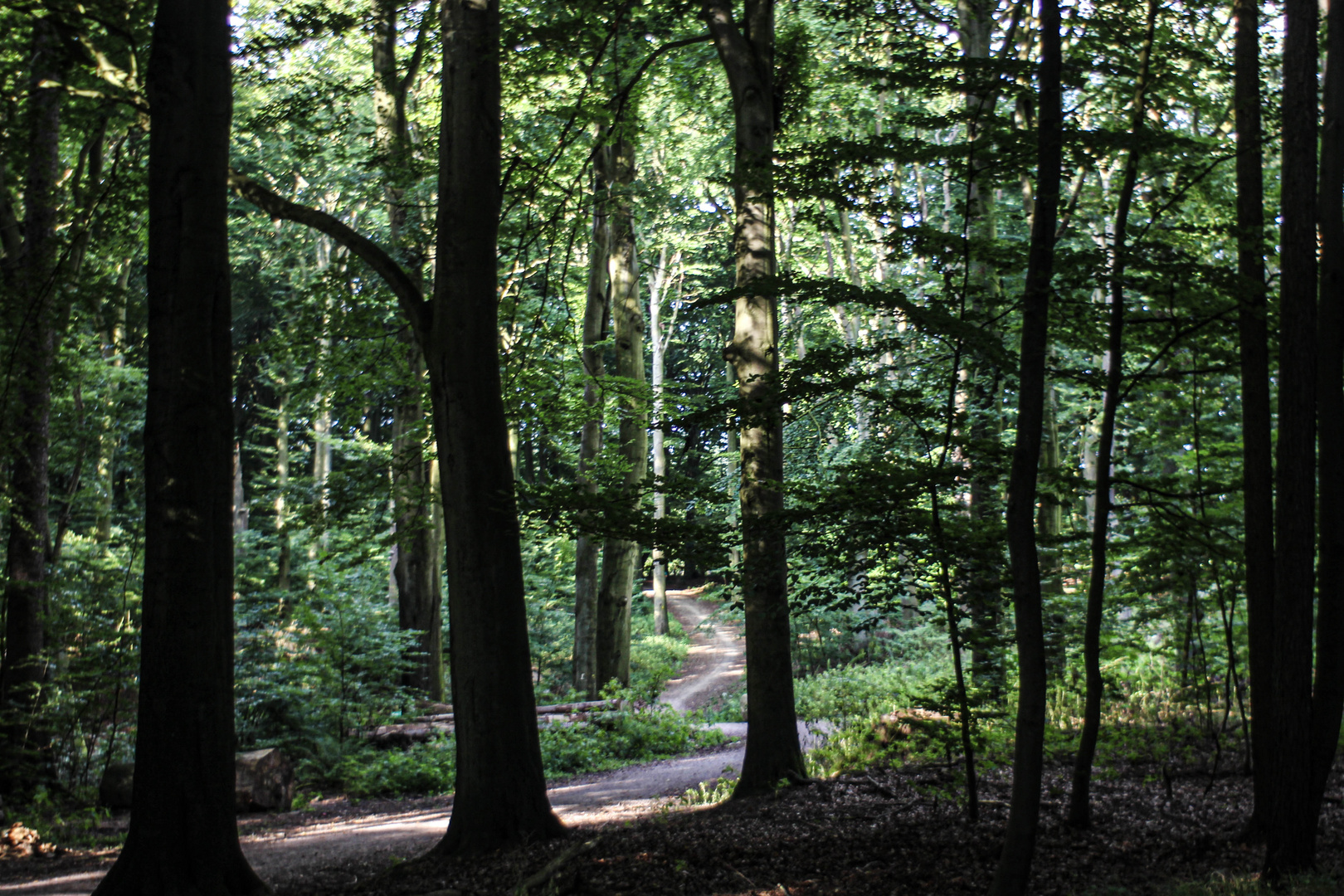 Wald-Wanderweg ... 