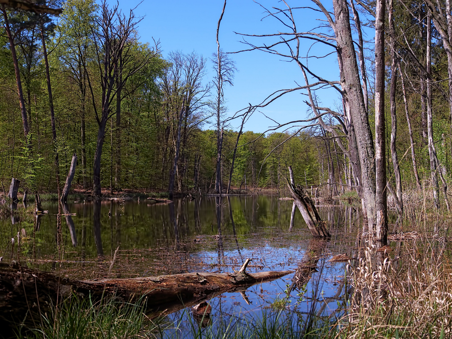 Wald  + Wasser + Natur = Ruhe