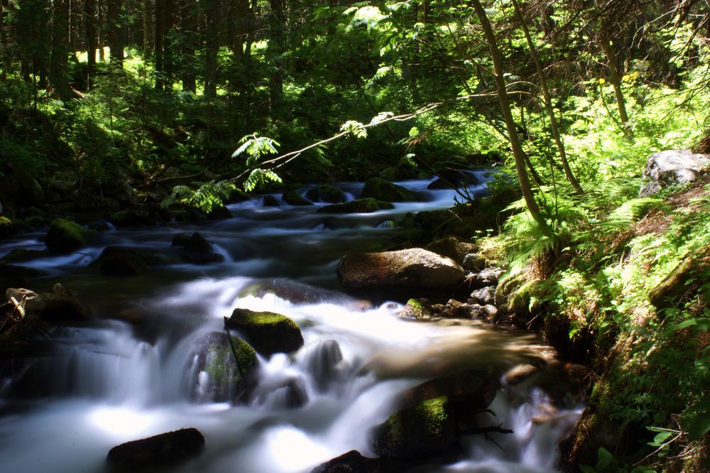 Wald Wasserverlauf