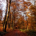 Wald-Wechsel