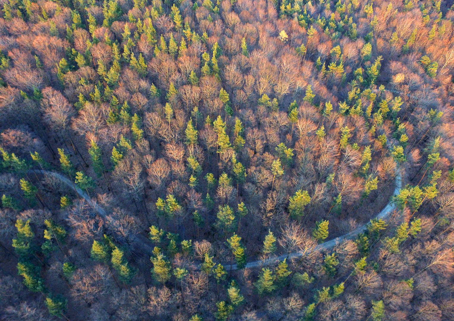 WALD-WEG